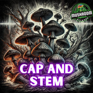 Cap and Stem – The Mushroom Network